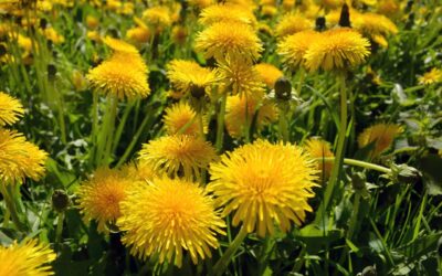 Löwenzahn - Taraxacum officinale